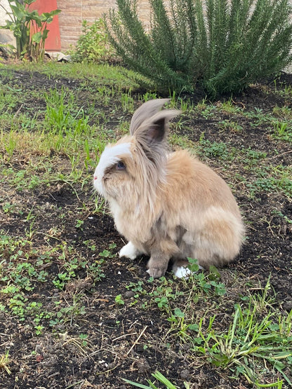 GUARDERÍA MASCOTAS EXÓTICAS