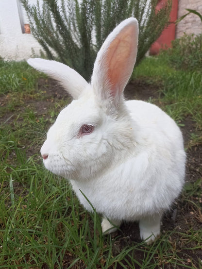 GUARDERÍA MASCOTAS EXÓTICAS