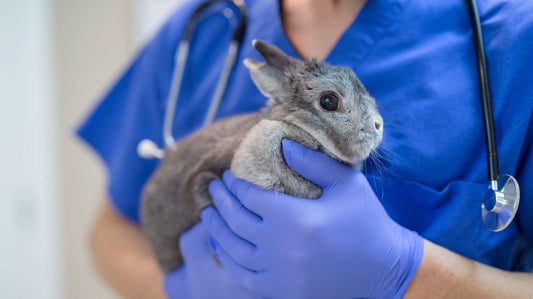 CONSULTA VETERINARIO EXÓTICOS DOMINGOS Y FESTIVOS